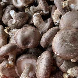 河北承德平泉市东辉食用农产品鲜香菇 绿色自然的馈赠